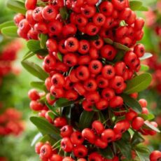 5023242387635 1 Pyracantha coccinea Red Star.jpg